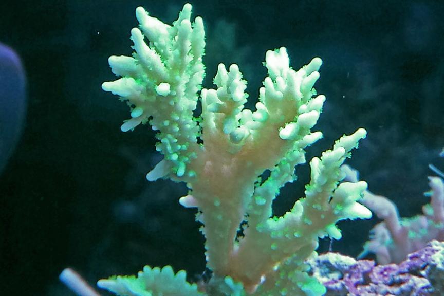 Green Digi / Montipora digitata var Green Digi 20