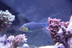 Hoeven's Wrasse, Blue Tail Wrasse