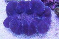 Squamosa Clam Thumbnail