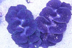 Maxima Clam