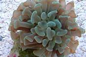 Hammer Anchor Coral Branching Thumbnail