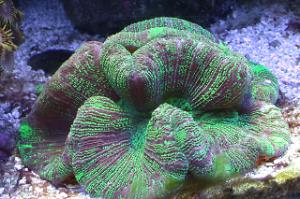 Brain Coral Trachyphyllia Thumbnail