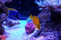 Powder Blue Tang Thumbnail