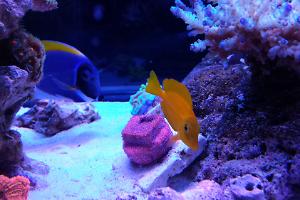 Powder Blue Tang