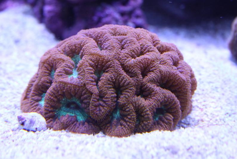 Big Polyp Blastomussa Coral