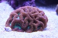 Big Polyp Blastomussa Coral Thumbnail