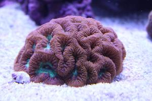 Big Polyp Blastomussa Coral Thumbnail