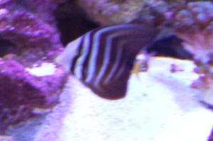 Sailfin Tang Thumbnail