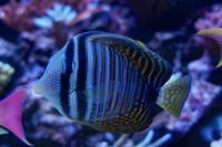 Sailfin Tang Desjardini Thumbnail