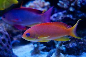 Lyretail Anthias Thumbnail