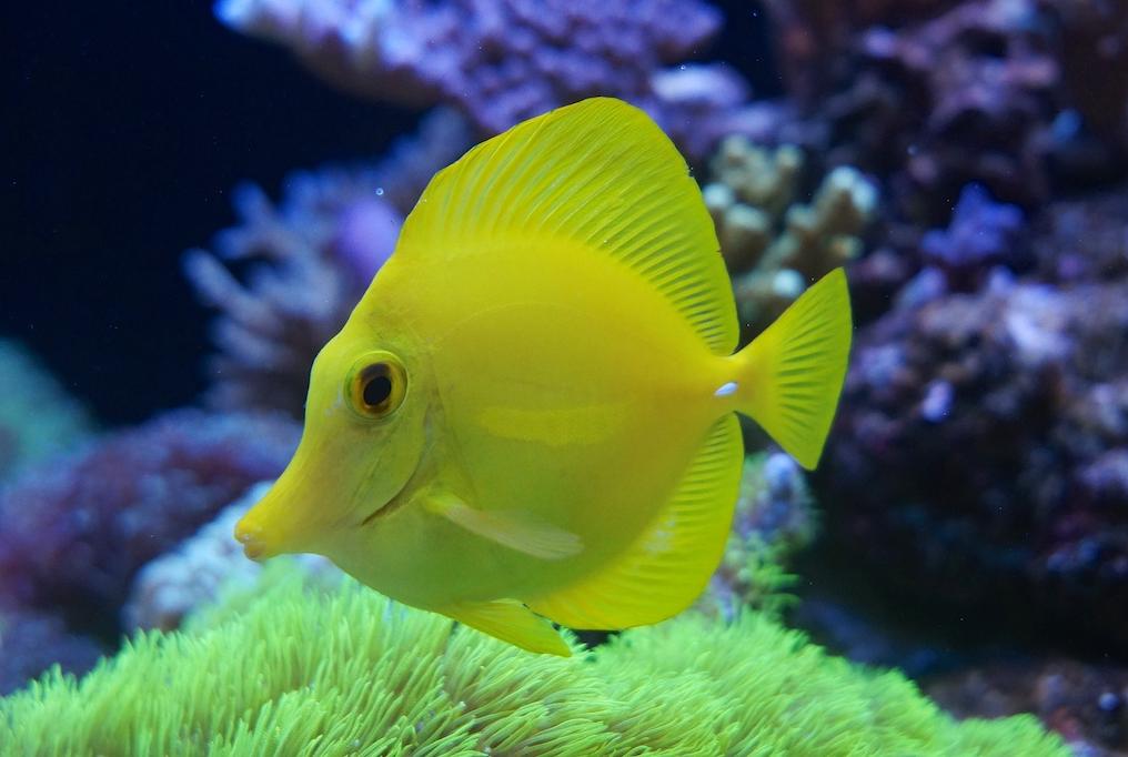 Yellow Tang