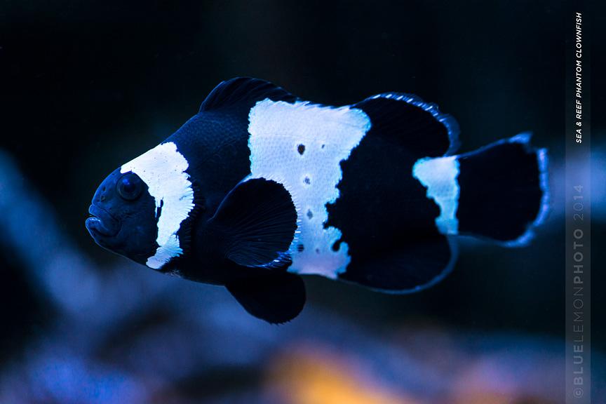 Phantom Clownfish