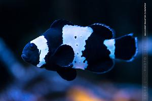 Phantom Clownfish Thumbnail