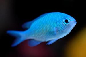 Blue/Green Reef Chromis Thumbnail