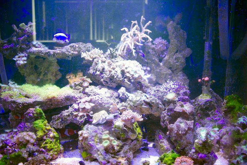 Communal Reef Tank Thumbnail