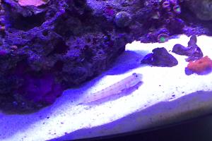 Orange Spotted Goby Thumbnail