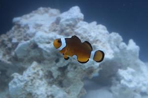 Ocellaris Clownfish Thumbnail