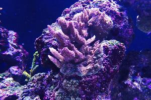 Hyacinthus Acropora Coral Thumbnail