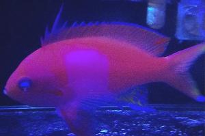 Squareback Anthias Thumbnail