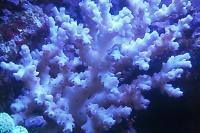 Acropora deswalli Thumbnail