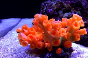 Orange Cup Coral Thumbnail