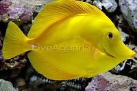 Small Yellow Tang Thumbnail