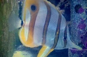 Copperband Butterflyfish Thumbnail