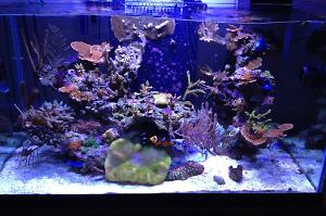 Mixed Reef Thumbnail