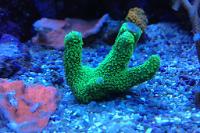 Montipora Thumbnail