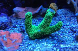 Montipora