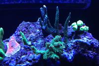 Acropora de puntas azules Thumbnail