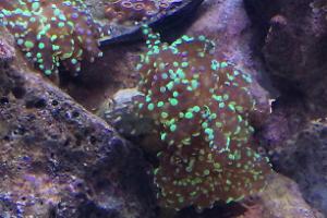 Frogspawn Coral - Branched Thumbnail