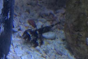 Scooter Blenny Thumbnail