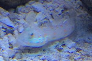 Orange Spotted Goby Thumbnail