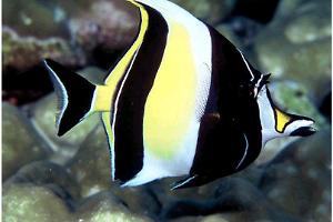 Moorish Idol Thumbnail