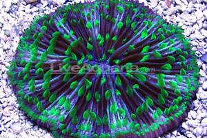 Plate Coral Short Tentacle Thumbnail