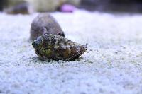 Fighting Conch Thumbnail