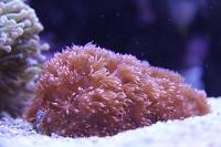 Flower Pot Coral - True Red Thumbnail