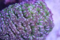 Acan Brain Coral Thumbnail