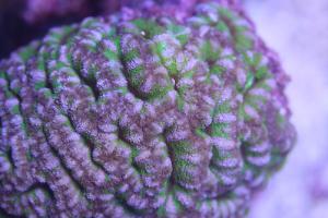 Acan Brain Coral