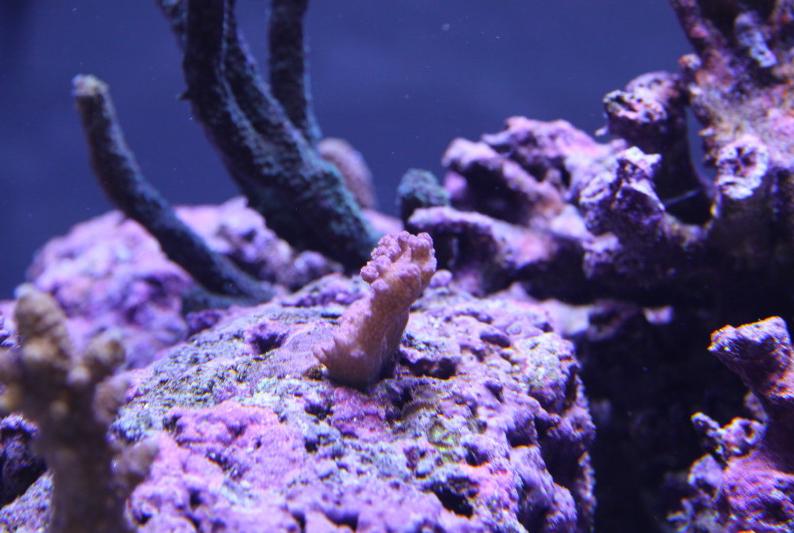 Pocillopora