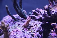 Pocillopora Thumbnail