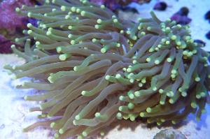 Aussie Gold Torch Coral