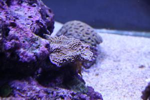 Montipora Coral, Plating