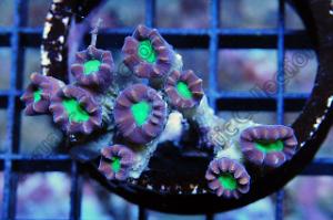 Trumpet Coral Thumbnail