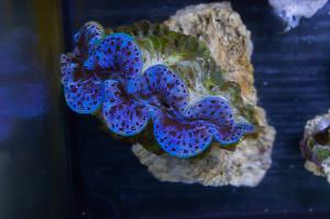 Maxima Clam