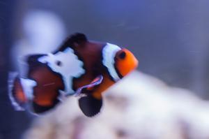 Ocellaris Clownfish Thumbnail