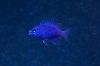 Blue Sapphire Damselfish Thumbnail