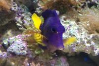 Purple Tang Thumbnail