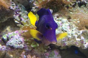 Purple Tang